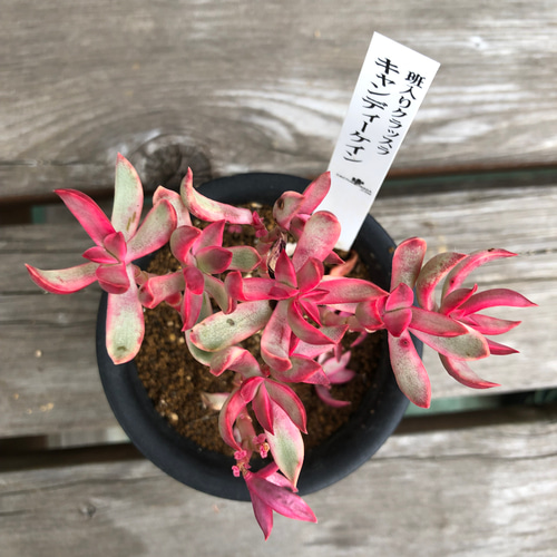 レア 錦多肉植物 キャンディーケイン 3.5号 リース ガーデン