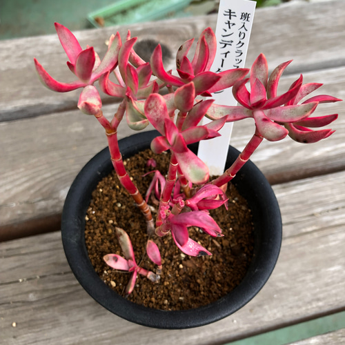 専用‼︎多肉植物^o^ キャンディグレープ錦 専用‼︎多肉植物^o^ キャンディグレープ錦 キャンディーグレープ