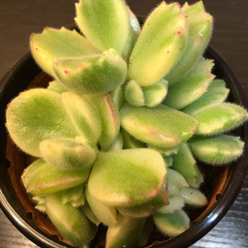 多肉植物 コチレドン 熊童子 ハートマーク入り 多肉植物 コチレドン 熊