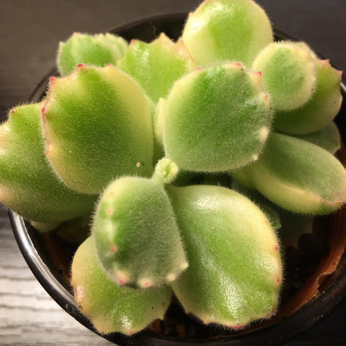 多肉植物コチレドン熊童子ハートマーク入り