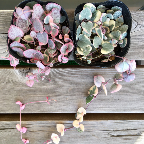 珍 ラピスラズリカクカクハート♡No.2482 大切な人に♡斑入ハートカズラ、レディハート リース ガーデン