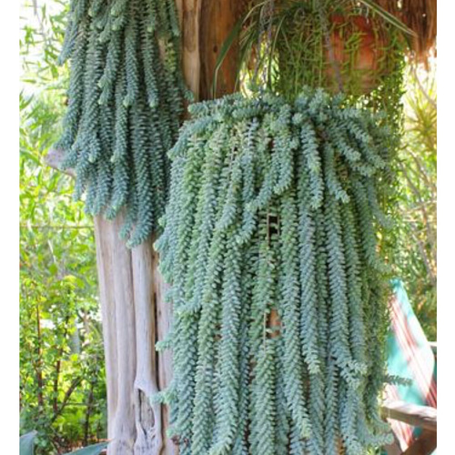 ビアーポップ，♡新玉つづり♡セダム♡多肉植物 リース ガーデン