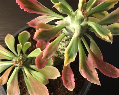 アエオニウム モナカ錦①⭐️レア品種 アエオニウム モナカ錦①⭐️レア品種 アエオニウム モナカ錦①