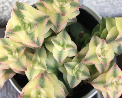 1_d58bb925f772602ea9a4364e4c67