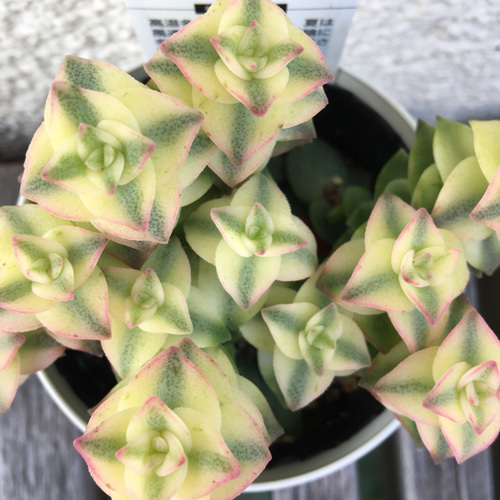十字の星♡南十字星♡クラッスラ♡紅葉中♡多肉植物 リース ガーデン