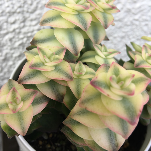 多肉植物 クラッスラ 南十字星 カット3本 Amazon.co.jp: 多肉植物