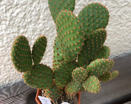 【早い者勝ち】サボテン　オプンチア　マーベリック　コンテナごと(約50個)発送 オプンチア・マーベリック（鉢植え） | growlab