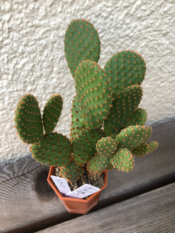 サボテン、マーベリック、可愛い多肉植物 リース ガーデン