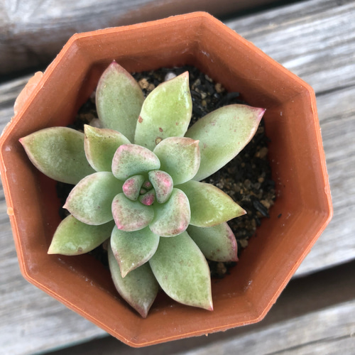 ♡韓国苗 アルゼ♡多肉、多肉植物 リース ガーデン