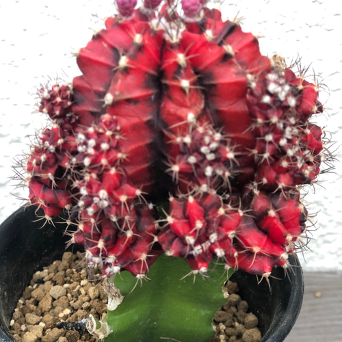 【珍品.斑入り】多肉植物　花サボテン　Cc-62. 珍品.斑入り】多肉植物 花サボテン Cc-62.