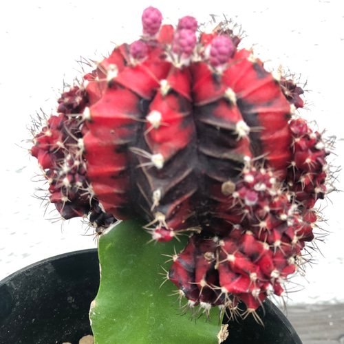 【珍品.斑入り】多肉植物　花サボテン　Cc-62. 珍品.斑入り】多肉植物 花サボテン Cc-62.