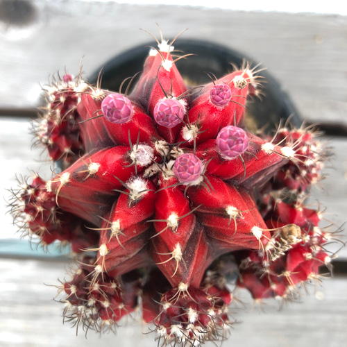 厳選 緋牡丹錦、斑入り緋牡丹、黒赤、多肉植物、サボテン 多肉植物