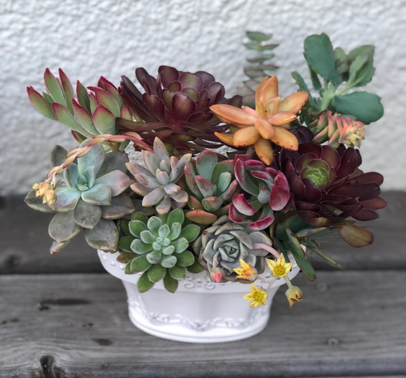 ♡ 新品陶器♡ネルソルで固まってる寄せ植え♡多肉植物♡可愛い 5枚目の画像