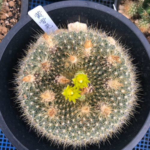 サボテン 2504 「サボテン」アストロフィツム 兜丸 植え【Astrophytum asterias