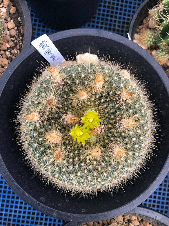 厳選サボテン 黄雪晃。多肉植物 特大 プリザーブドフラワー