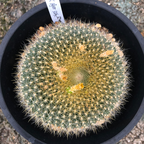 厳選サボテン 黄雪晃。多肉植物 特大 プリザーブドフラワー ガーデン