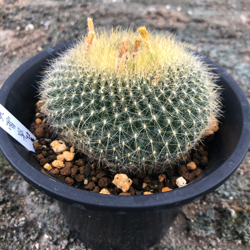 厳選サボテン 黄雪晃。多肉植物 特大 プリザーブドフラワー ガーデン