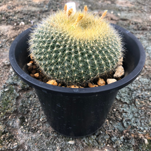 厳選サボテン 黄雪晃。多肉植物 特大 プリザーブドフラワー ガーデン