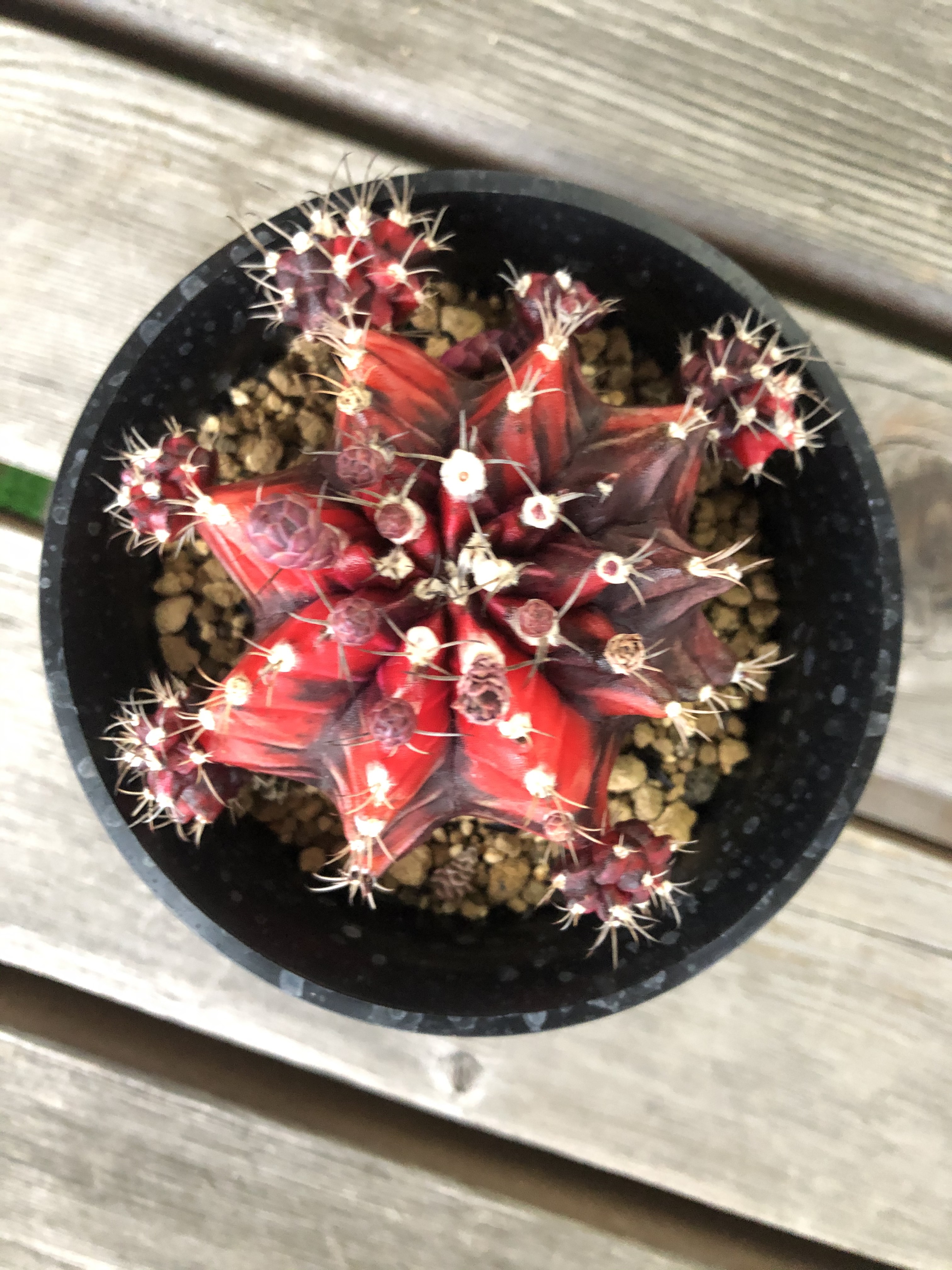 珍品.斑入り】多肉植物 花サボテン Cc-62. 珍品.斑入り】多肉植物 花