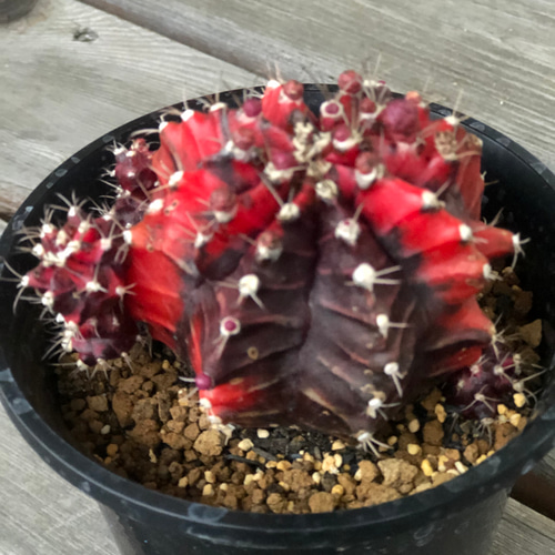 厳選 緋牡丹錦、斑入り緋牡丹、黒赤、多肉植物、サボテン 多肉植物