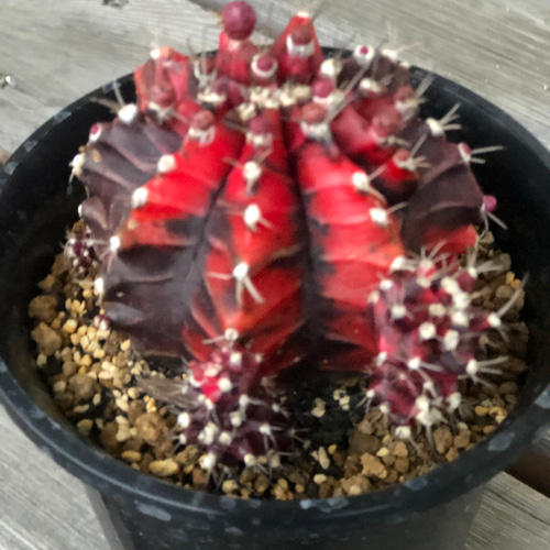 【珍品.斑入り】多肉植物　花サボテン　Cc-62. 珍品.斑入り】多肉植物 花サボテン Cc-62. 珍品.斑入り】多肉