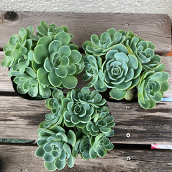 ♡大人気、七福神♡多肉、多肉植物 3.5号鉢 3点セット リース ガーデン