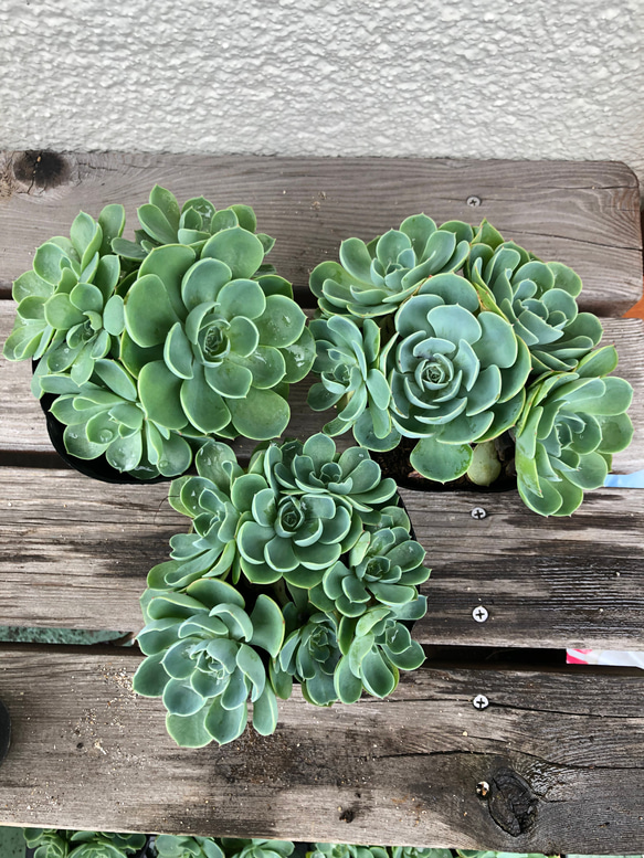 七福神　⑤  多肉植物 七福神 ⑤ 多肉植物 【公式通販】