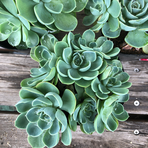 ♡大人気、七福神♡多肉、多肉植物 3.5号鉢 3点セット リース ガーデン