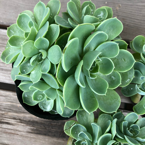 ♡大人気、七福神♡多肉、多肉植物 3.5号鉢 3点セット リース