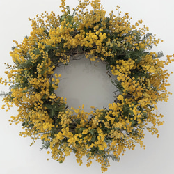 ミモザ（銀葉アカシア）スワッグ〜ドライフラワー リース