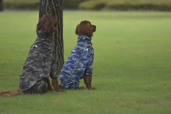 大型犬用KAPPA　Mサイズ 4枚目の画像