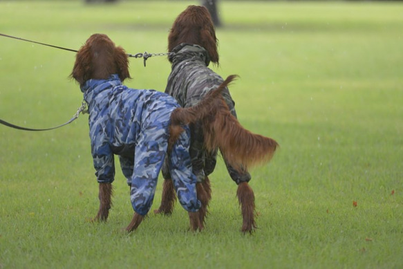 大型犬用KAPPA　Lサイズ 1枚目の画像