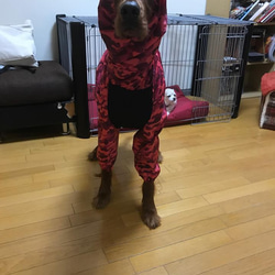 大型犬用KAPPA　Lサイズ 6枚目の画像