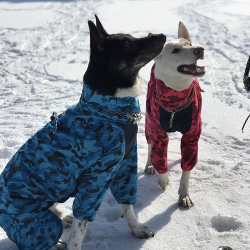 大型犬用ウインタースーツ M ペット服・アクセサリー cocchino 通販
