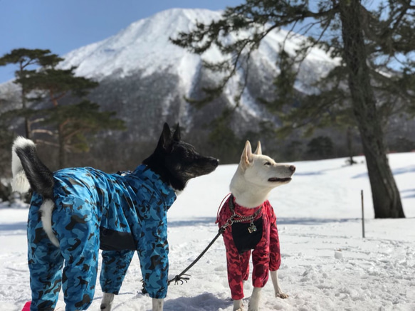 大型犬用ウインタースーツ S 1枚目の画像