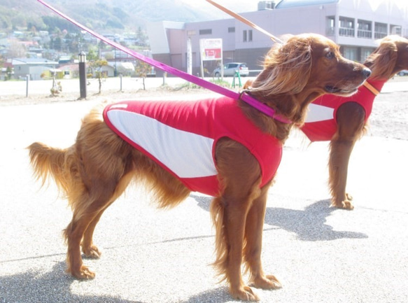 大型犬用 スタンダードタイプ シャインクールパネルタンク 2枚目の画像