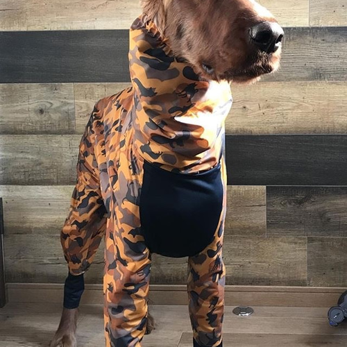 大型犬用KAPPA ペット服・アクセサリー cocchino 通販 7801048｜Creema