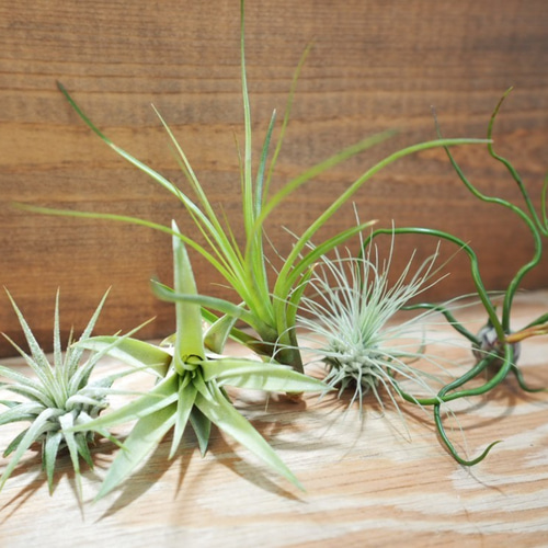 【現品】チランジア・エーレルシアナ　A5番　エアープランツ（エアプランツ） エーレルシアナ – Air Plant Hub