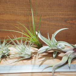 ✨5個set 【377】エディシアエ　エアプランツ　チランジア　レア品種 楽天市場】エアプランツ おまかせ5種類セット チランジア エア