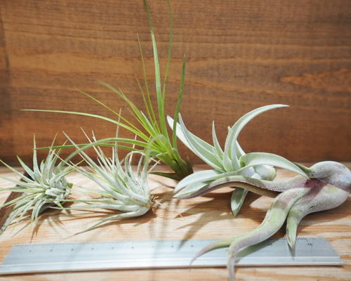 ✨5個set 【377】エディシアエ　エアプランツ　チランジア　レア品種 ○チランジア(エアープランツ) 【入門5点セット】G-01 【第四種