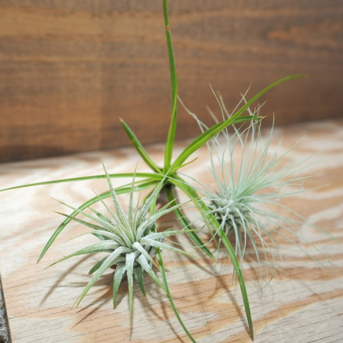 Amazon｜エアープランツおまかせ5種セット｜観葉植物 オンライン通販