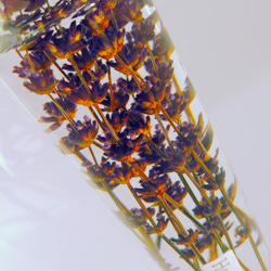 Herbarium富良野ラベンダー 2枚目の画像