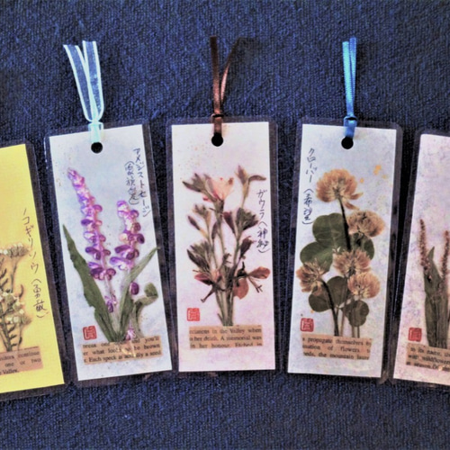 押し花作品 mflowerコラボ】押し花 さくら 啓翁桜 正面向き 横向き 10枚入り