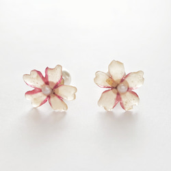 s925 Real。桜のイヤリング（耳飾り/耳クリップ）真珠の耳栓リアルフラワードライフラワー 2枚目の画像