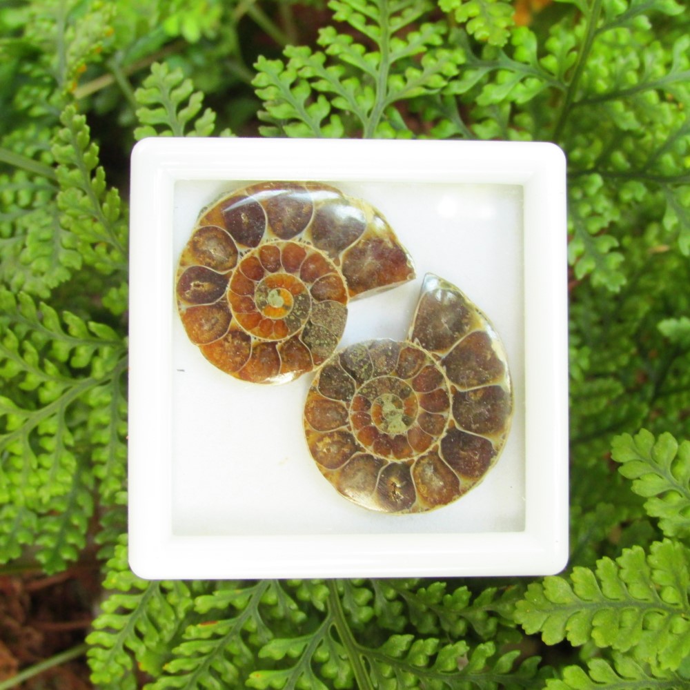 ｱﾝﾓﾅｲﾄ標本・ﾍﾟｱ t809t