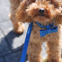 小型犬用 デニムリード 7枚目の画像