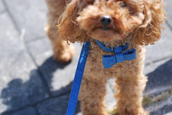 小型犬用 デニムリード 7枚目の画像