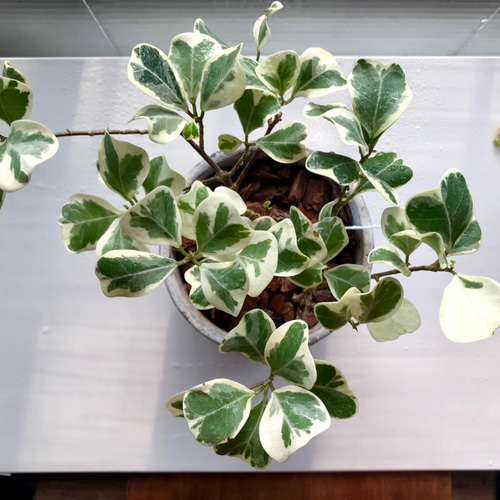 フィカス・スイートハート 希少 現品限り 観葉植物 インテリア 陶器鉢 お祝い おしゃれ 室内 育てやすい 種類 斑入り : sweetheart3  : 観葉植物の通信販売クローバー - 通販 - Yahoo!ショッピング