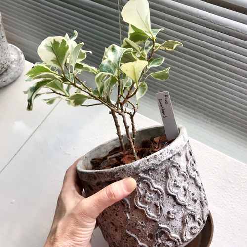 ハート型の斑入り葉っぱが可愛いフィカススイートハート/ヨーロピアン