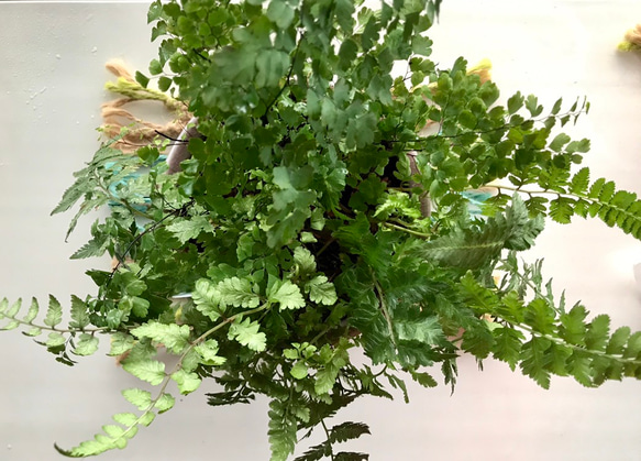 アジアンタムとアシリウムの寄せ植え/シダ系植物/観葉植物 その他